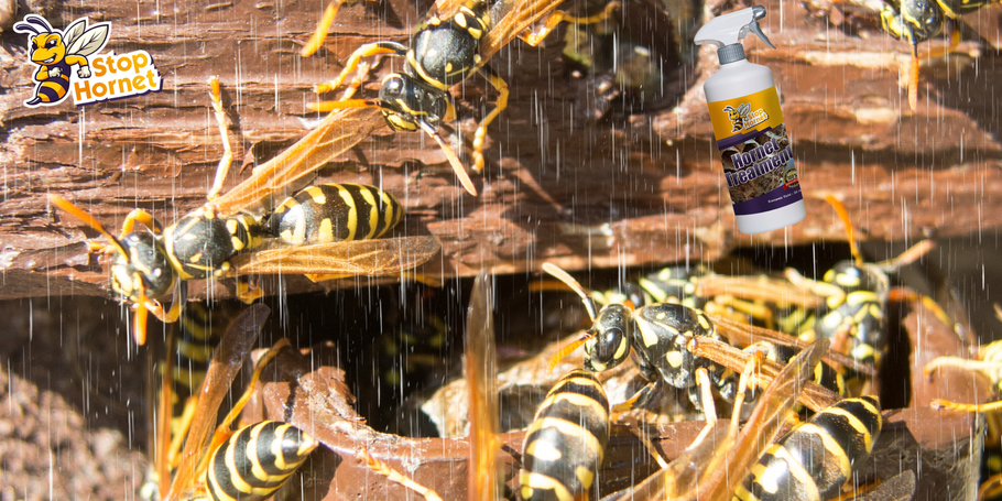 O tratamento anti-vespões e vespas é resistente à água e ao mau tempo?