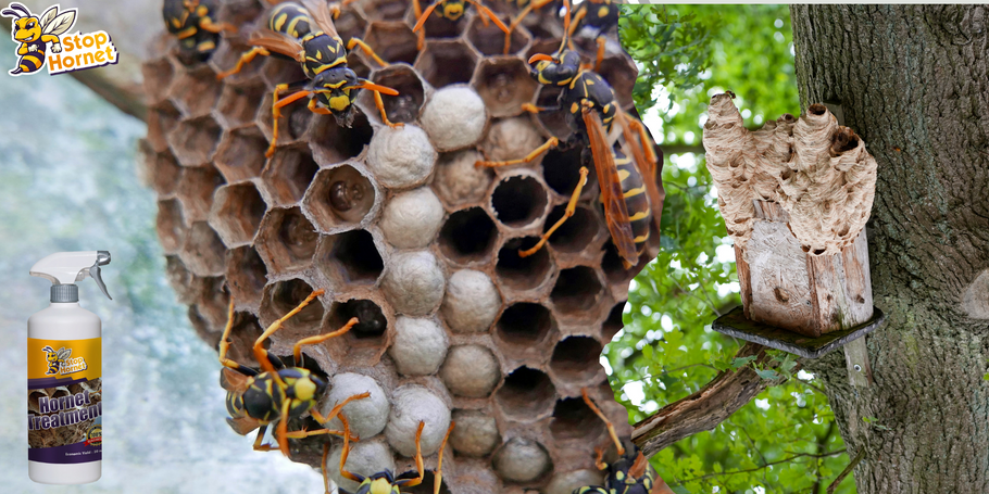 Podemos usar o produto anti-vespões e vespas para evitar o aparecimento de ninhos?