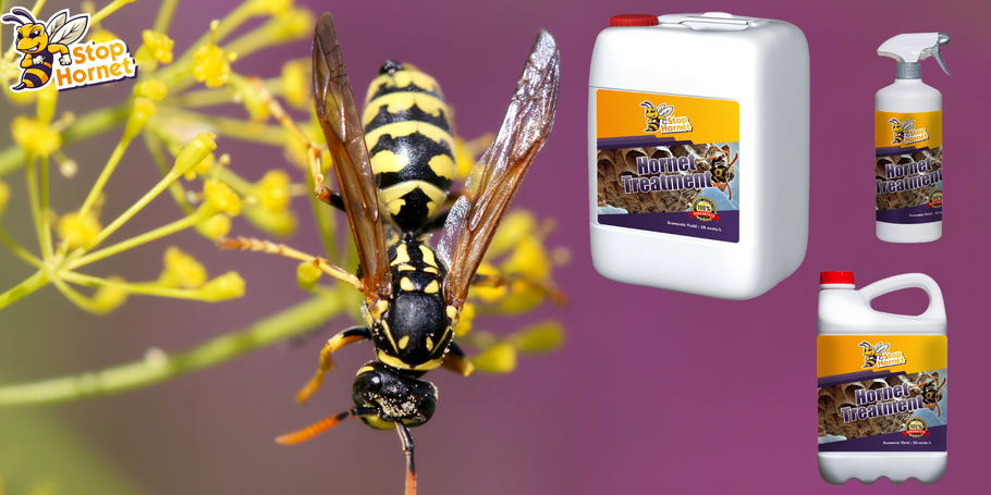 O que você precisa saber sobre o tratamento anti-vespões e vespas?