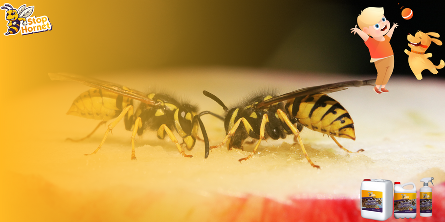 Tratamento anti-vespões e vespas: um produto menos arriscado para crianças e animais de estimação.