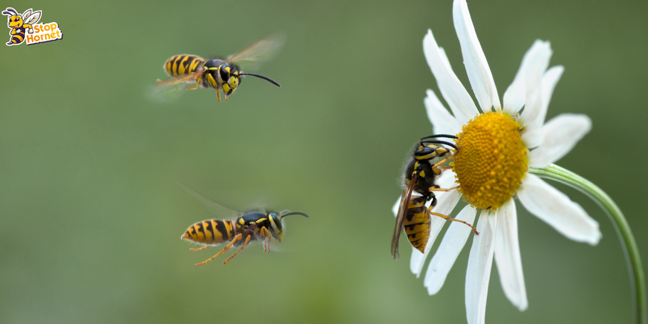 Como saber quando vespões e vespas estão na temporada?